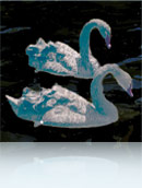 Красивое картинго