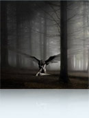 Красивое картинго